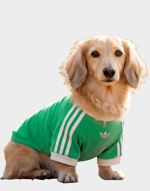 เสื้อยืดสำหรับสัตว์เลี้ยง Cali